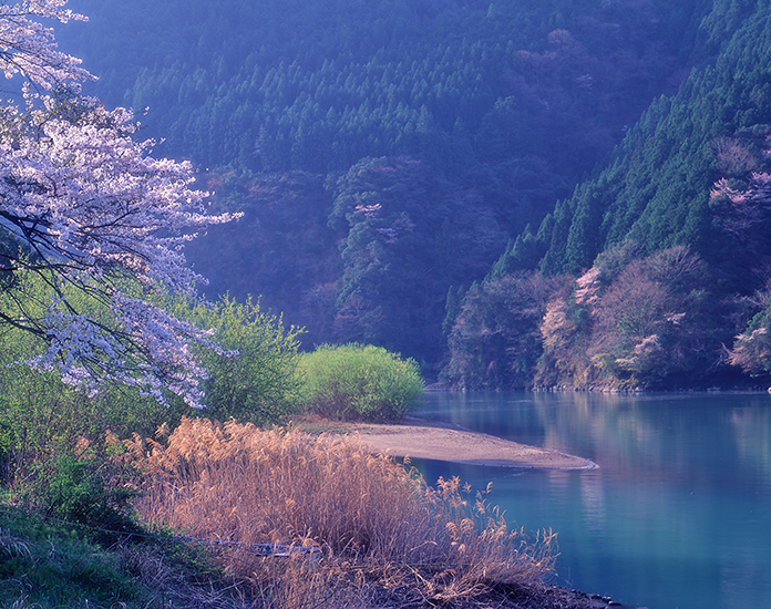 桜日影