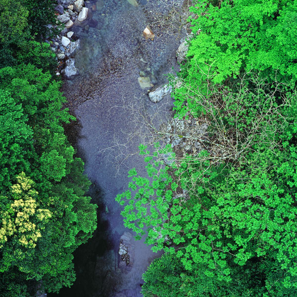 緑映