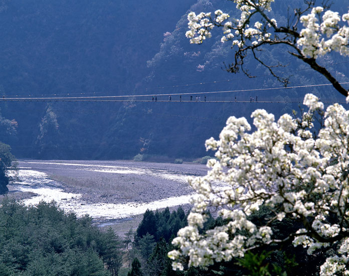 陽春のつり橋